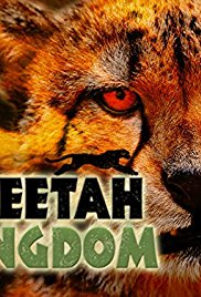 Cheetah Kingdom