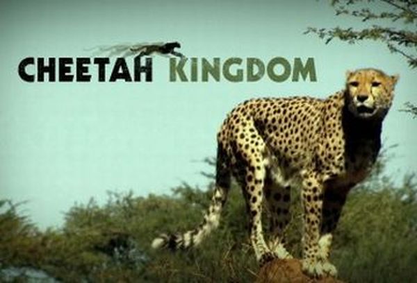 Cheetah Kingdom